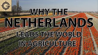 Why the Dutch Lead the World in Agriculture Exports [upl. by Alekal762]