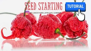 How to Start SUPER HOT amp HARD to Germinate Peppers from Seeds fast germinationYAJESGARDEN [upl. by Ettenowtna]