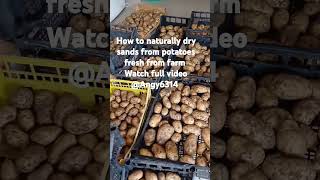 Angy6314 howto naturallydrysands frompotatoes justharvested highlights [upl. by Amyas]