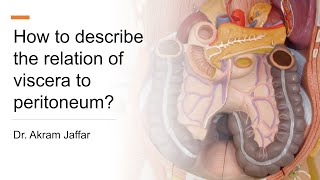 How to describe the relation of viscera to peritoneum [upl. by Rochella]