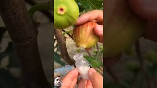 fruit fig satisfying figtree birds nature learning plants fruitsfarm tropicalfruit food [upl. by Yvor496]