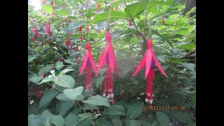 Hardy Fuchsia magellanica for Northern gardens [upl. by Spalding]