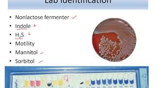 Lecture 10 Enterobacteriaceae Salmonella [upl. by Northrop]