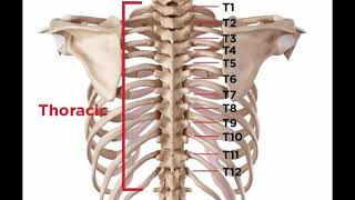 Two Minutes of Anatomy Thoracic Spine [upl. by Anned]