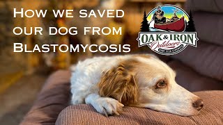 How we saved our dog from Blastomycosis [upl. by Lugo82]