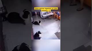 No creerás lo que hacen estos perros 😱😂 perros mascotas humor shorts [upl. by Eugirne471]