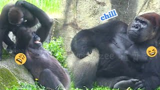 塔莉被兒子煩😆🤣Silverback gorilla family interactionsDjeeco FamilyTayariJabaliIrikiRingo [upl. by Lillywhite]