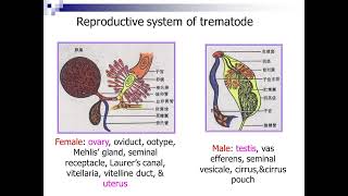 16 Introduction to Trematodes I720P HD [upl. by Hamimej792]