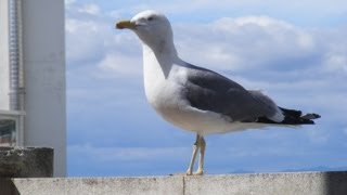 Le Goéland est un oiseau de mer [upl. by Trask341]