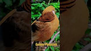 Golden Pheasant  Beautiful Birds birdssounds youtubeshorts [upl. by Argile]