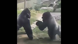 Gorilla Fight Shows Their Remarkable Speed and Agility [upl. by Yahsram]