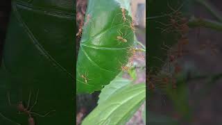 Weaver Ants l Weaver Ant Nest [upl. by Nnaj716]