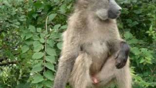 Baboons on Guardrail [upl. by Kcirde983]