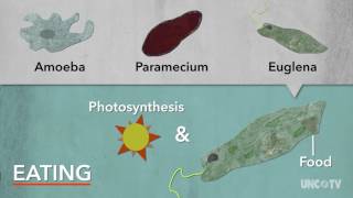 Protists  Sci NC [upl. by Dyob475]