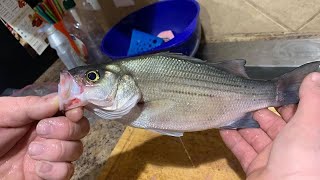 Fishing in choke canyon three rivers for white bass [upl. by Fania746]