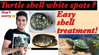 How to clean turtle shell  White spots on shell  shell Rot issue 🐢 [upl. by Nileuqay]