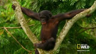 Whats the difference with chimps and bonobos [upl. by Gardie623]