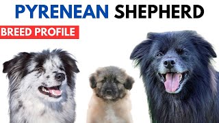 Pyrenean Shepherd Breed Profile History  Price Traits  Chien de Berger des Pyrénées Grooming Needs [upl. by Letnwahs]