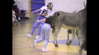 1151994  VCA Donkey Basketball [upl. by Tifanie]