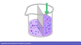 Detailed Animation on Osmosis [upl. by Ellehsram]