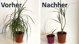 Drachenbaum  Dracaena richtig schneiden damit er wächst  Steckling machen  vermehren  Pflege [upl. by Ojyma]