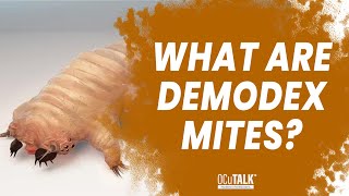 What are Demodex Mites Dr Davidson explains [upl. by Kaplan]