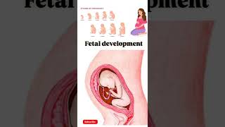 Fetal development weekspregnant week mother 21weekspregnant viralvideo [upl. by Dammahum]