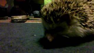 Benny The Hedgehog Eating Wax Worms [upl. by Rinee]