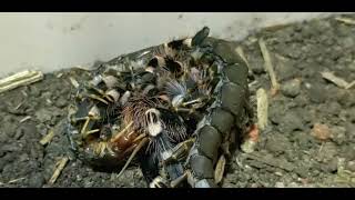 Acanthoscurria Geniculata VS Scolopendra Hainanum [upl. by Lauren]