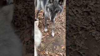 Prized Possessions Shared by a wolf dog Real Trust  Lupine Grove  shorts youtubeshorts [upl. by Kenti741]