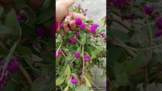 Gomphrena plant care tips shorts [upl. by Arraek]