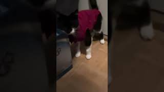 Adorable limping cat in pyjamas [upl. by Simaj]