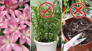 Lilies Done Blooming 3 Steps to Make Them Rebloom Next Season [upl. by Nordgren]