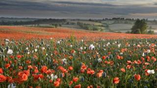 Poppy Field [upl. by Meghann]