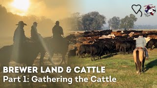 Brewer Land and Cattle  Part 1 Gathering the cattle Regenerative Ranching [upl. by Radmen]