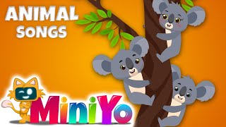 Koala Song for Children  Miniyo Kids Animals Songs [upl. by Olivier]