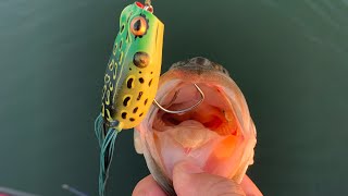 Frog Fishing Bass CA Delta The Best New Frog Color [upl. by Llert]