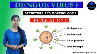 Morphology  Structure and Replication of Dengue virus  BIOINZ CLASSES PURA ANYO [upl. by Aikimat]