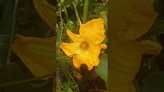 PUMPKIN FLOWER😍🌱🍃shortstrendingsatisfying short flowers tamilrawriceasmr mukbang rice [upl. by Aynas]