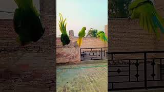 ULTA LATANE WALA PARROT funny comedy parrot [upl. by Llerroj]