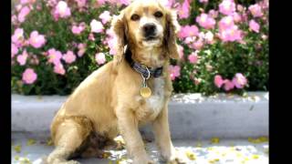 English Cocker Spaniel Dog History Personality Health Care [upl. by Templer]