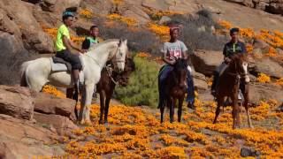 Northern Cape Tourism Authority at Meetings Africa 2017 [upl. by Eidnahs]