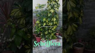 SCHEFFLERA viralvideo plants naturelovers [upl. by Julieta]