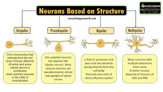 Neuron based on Structure Unipolar Psuedounipolar bipolar multipolar neuron Structure amp Function [upl. by Eilram]