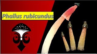 Phallus rubicundus the orange stinkhorn mushroom Part I [upl. by Ewens]