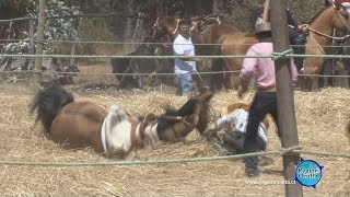 LA TRILLA A YEGUA SUELTA comidas y origen de esta tradición 🏇 [upl. by Elleiram681]