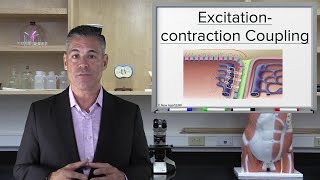 ExcitationContraction Coupling [upl. by Inglebert]