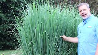 Northwind switchgrass Panicum virgatum Northwind  Plant Identification [upl. by Lrem]