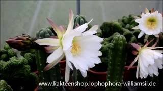 Trichocereus pachanoi San Pedro Blüten [upl. by Ahtnammas]