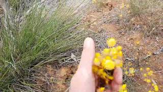 Collecting Some Western Australian Wildflower Seeds and Native Grass Seeds for my Garden [upl. by Heddi]